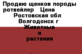 Продаю щенков породы ротвейлер › Цена ­ 7 000 - Ростовская обл., Волгодонск г. Животные и растения » Собаки   